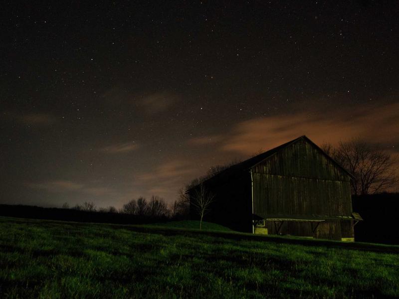 Bald eagle